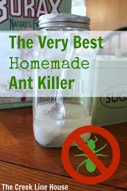 homemade natural ant