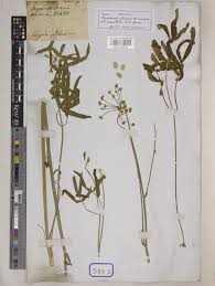 Peucedanum cervaria (L.) Lapeyr. | Plants of the World Online | Kew ...