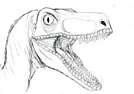 Download and print these raptor coloring pages for free. R A P T O R B L U E C O L O R I N G P A G E Zonealarm Results