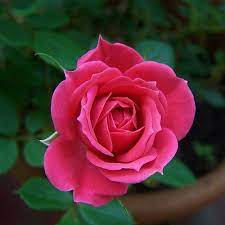 0 bonear rose flower,bonear rose,bonear pink rose. Fresh Flowers Pink Button Rose Flower Rs 180 Kg Grace Flora Id 22858099355