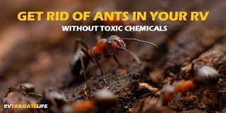 how to get rid of ants in the rv