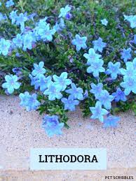 Gardeners enjoy them for several reasons: Lithodora Evergreen And Electric Blue Radiance Pet Scribbles