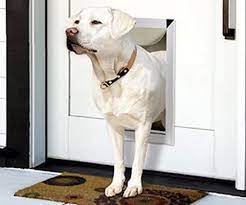 Smart Dog Doors A Dream To Come True