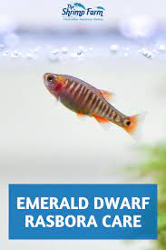 emerald dwarf rasbora care info the