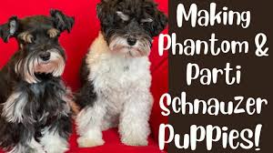 black parti black phantom puppies