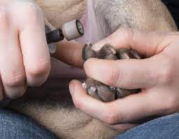 dog nail problems you should know about