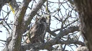 Great Horned Owls Nesting In Victoria S