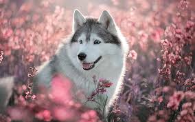 siberian husky flowers dog