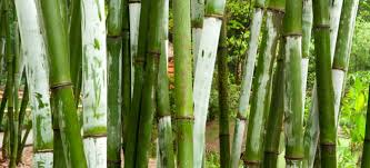 bamboo fencing pros and cons