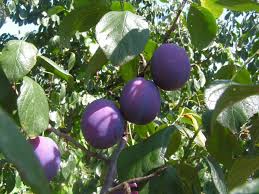 Prunus domestica - Wikipedia