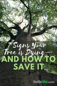 Many parts of the united states are once again in drought conditions and the dry winds of spring do not help the situation. Dying Tree Watch For These 7 Signs So You Can Save It Bob Vila