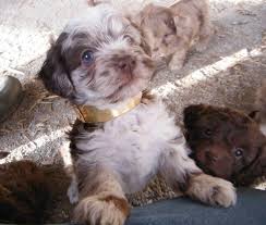 chocolate merle shihpoo puppies for