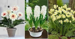 White Flower Plants In India India