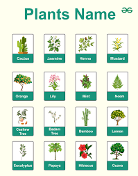 50 Plants Names In English List Of