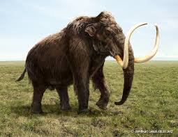 Image result for mammoth