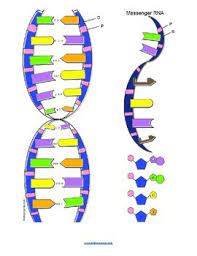 Dna coloring worksheet pdf free coloring pages. Dna Coloring Key By Biologycorner Teachers Pay Teachers