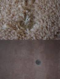 carpet repair a1 red carpet