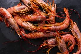 argentine red shrimp learn worldcl