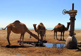 They have unique adaptations that help them survive camels are found in the deserts of asia and africa. Amazing Facts About Camel In Hindi News