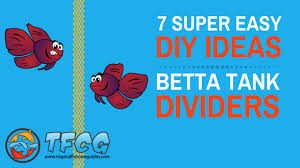 Otherwise, fins will be torn to shreds. 7 Easy Diy Ideas For Betta Fish Tanks With Divider Tfcg