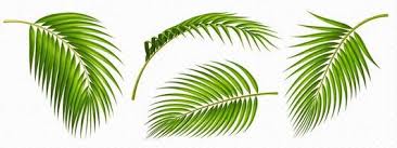 date palm leaf vector art icons and