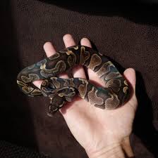 agressive ball python but doesn t seem