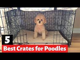 5 best dog crates for poodles and