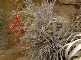 Their main disadvantage lies in the fact that their location depends on a number of factors. 15 Tillandsia Varieties Hgtv