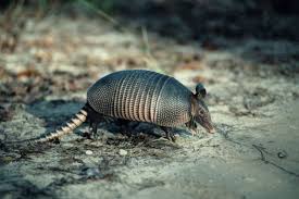 how to cook armadillo ehow