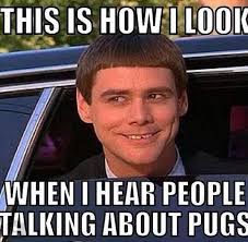 Happy Pugs on Pinterest | Pugs, Funny Pugs and Cute Pug Puppies via Relatably.com