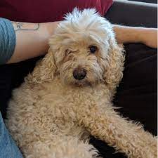 adopt a poodle near chicago il get