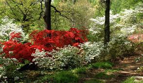 Save The Azaleas