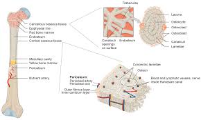 Osseous tissue is a tissue of the skeletal system otherwise commonly known as bone tissue. Materials Free Full Text The Components Of Bone And What They Can Teach Us About Regeneration Html