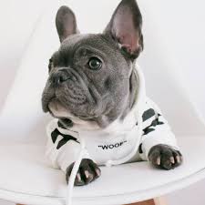 The coat coloring can range from a cool blue hue to sleek silver. All Frenchies Are Special But Is Yours Rare Spark Paws