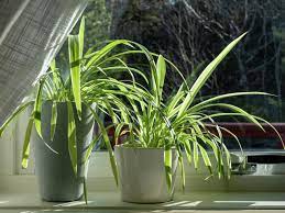 Хлорофитум: описание растения, выращивание и уход в домашних условиях
