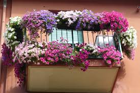 Imagini pentru balcon cu flori