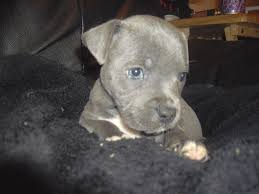 The current median price for all staffordshire bull terriers sold is $875.00. Staffordshire Bull Terrier Puppy Staffordshire Bull Terrier Puppies Pitbull Puppies Baby Animals