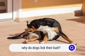 why do dogs lick their 5 reasons