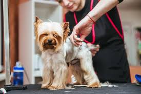 Find reliable 50 local pet grooming experts near you. Secrets Your Pet S Groomer Wishes You Knew Reader S Digest