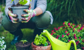 How To Grow An Organic Garden The