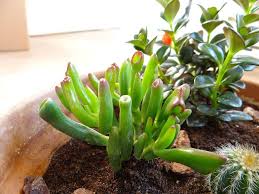 The jade plant also known as the money plant. Why Is My Jade Plant Turning Red Smart Garden Guide
