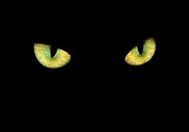 can cats see in the dark how cats