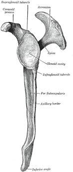Spine of the scapula 3. Shoulder Anatomy Girdle Ligaments Bones Humerus Clavical