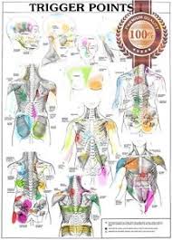 Details About New Trigger Points 1 One I Anatomical Diagram Chart Anatomy Print Premium Poster