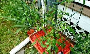 Growing Tomatoes In Raised Beds
