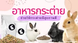 อาหาร กระต่าย cbs 203 movie