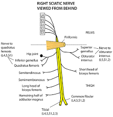 Pin On Sciatic Nerve