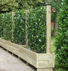 Privacy Screen In Planter Boxes
