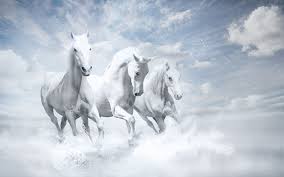 1920x1200 white horses hd 1080p