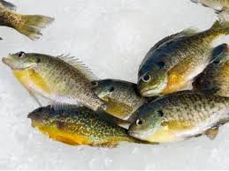 Introduction To How To Clean Panfish Howstuffworks